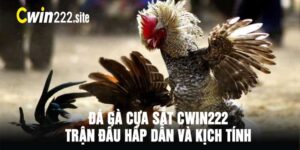 Đá Gà Cựa Sắt CWin222 Trận Đấu Hấp Dẫn Và Kịch Tính