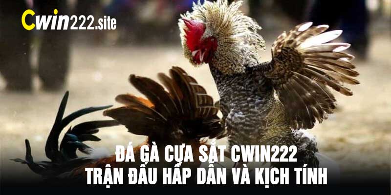 Đá Gà Cựa Sắt CWin222 Trận Đấu Hấp Dẫn Và Kịch Tính